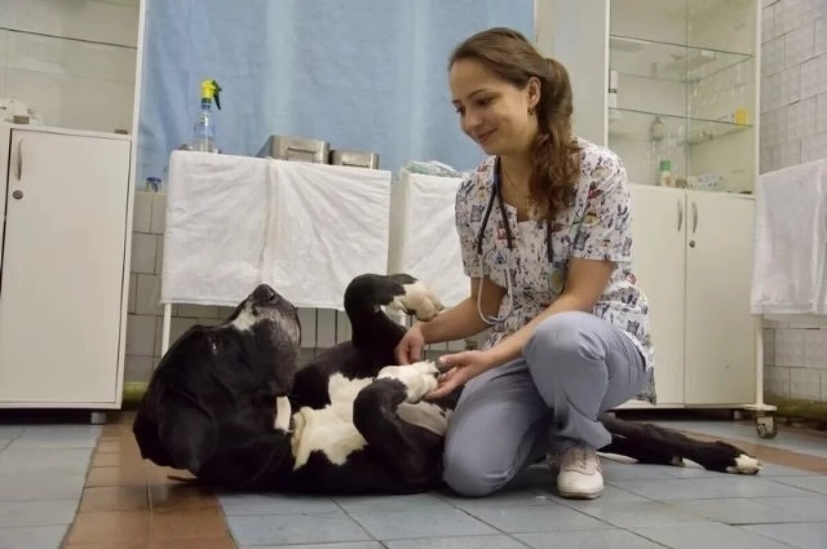    На приёме у доктора Евгении Купцаловой немецкий дог Ларик.