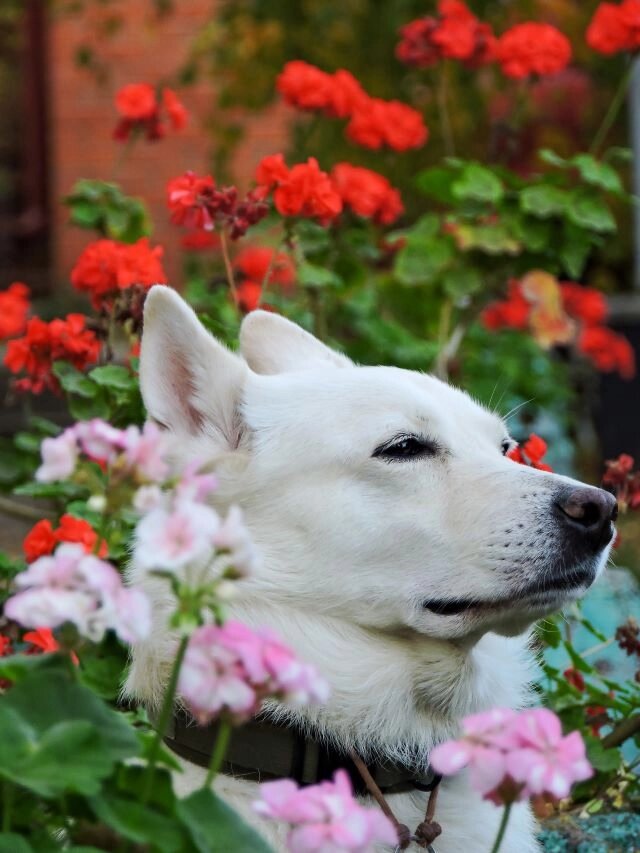    Любитель цветов Коди. Фото: Из личного архива