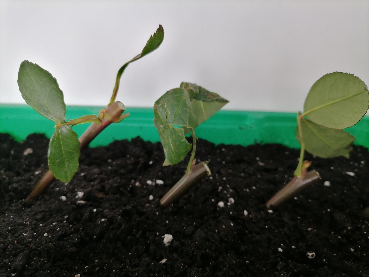 Минитепличка для черенкования_сверху будет прозрачная пластиковая крышка