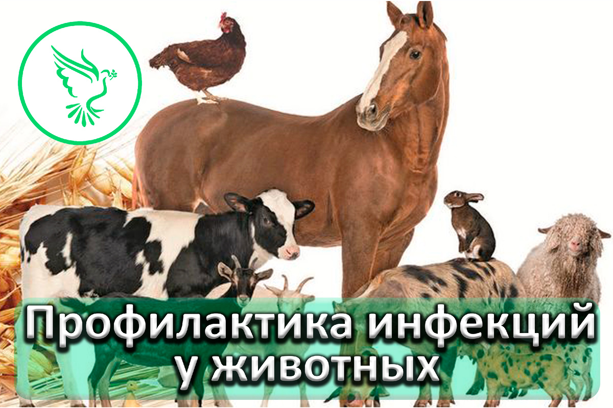 Как защитить животных от инфекций