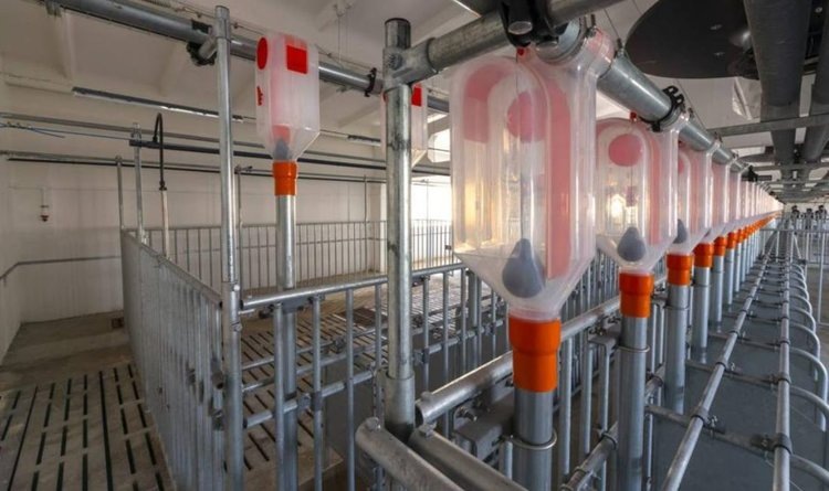    В Омской области свиноводство получило новый стимул развития