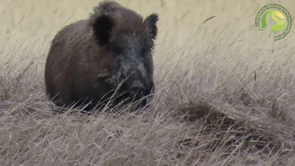    В Оренбуржье дикие вепри радуются весне Мария Чалкина