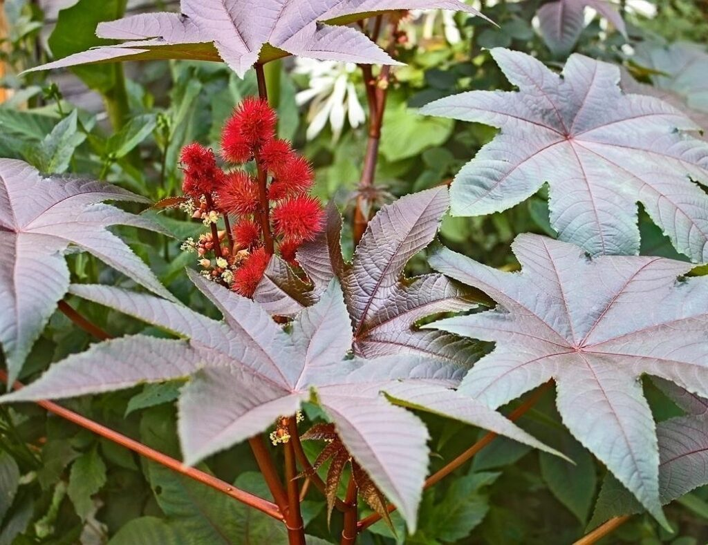 своя пальма в огороде)