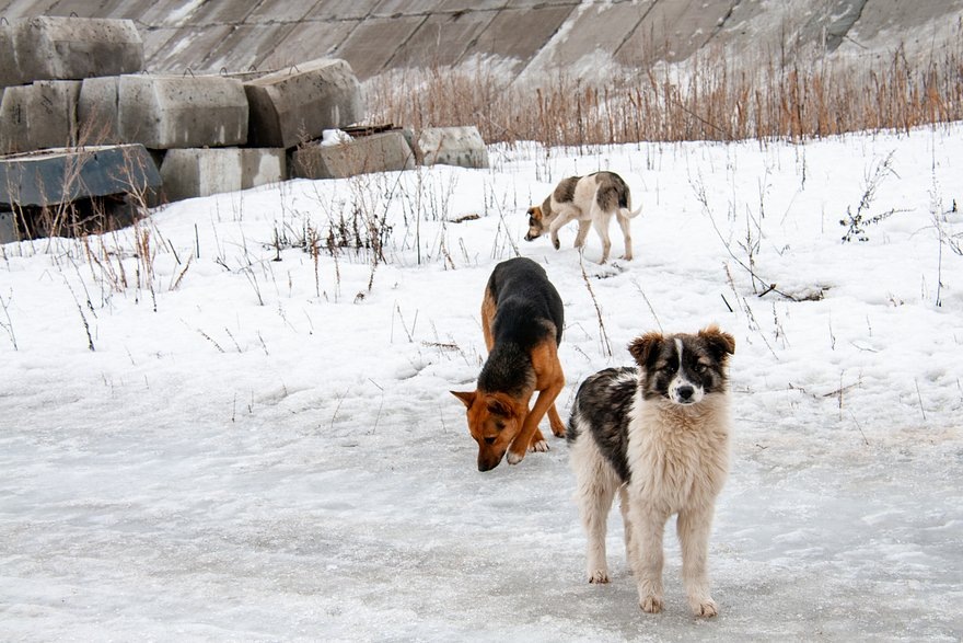    Фото: Svetlana Vozmilova / Globallookpress.com