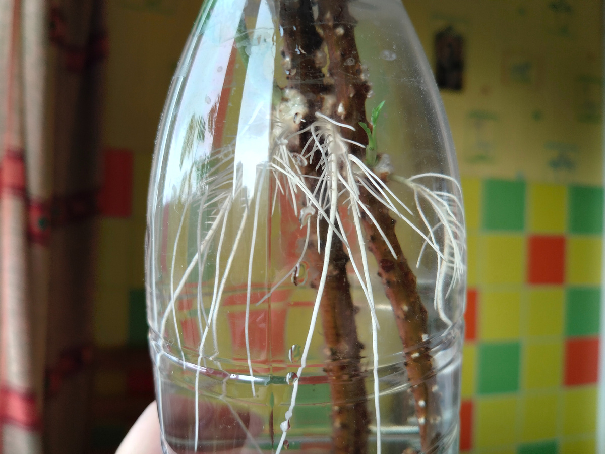 Бузина чёрная колоновидная сорта 'Обелиск' (Sambúcus nígra Obelisk) дала корни. Фото автора @Маша Генералова