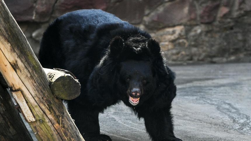    Фото: © РИА Новости/Владимир Песня