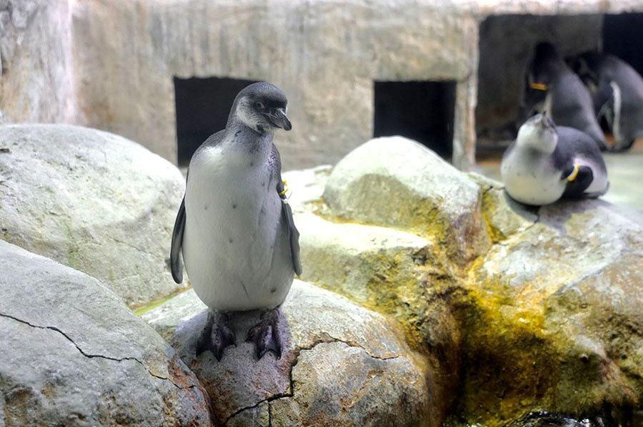    © Пресс-служба Мэра и Правительства Москвы 