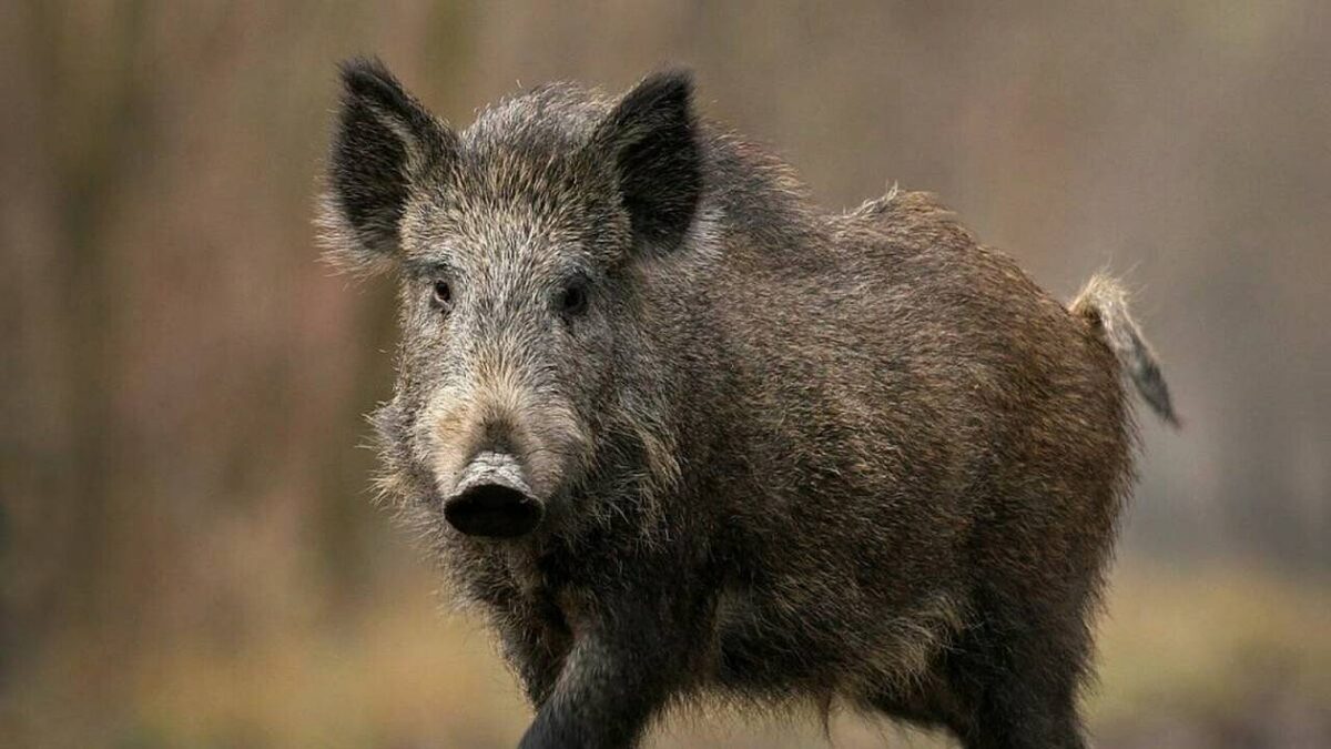 Фото: пресс-служба Госкомитета РТ по биоресурсам