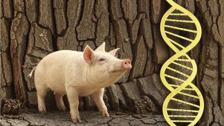    Генетические индексы в животноводстве: зачем они нужны и как работают