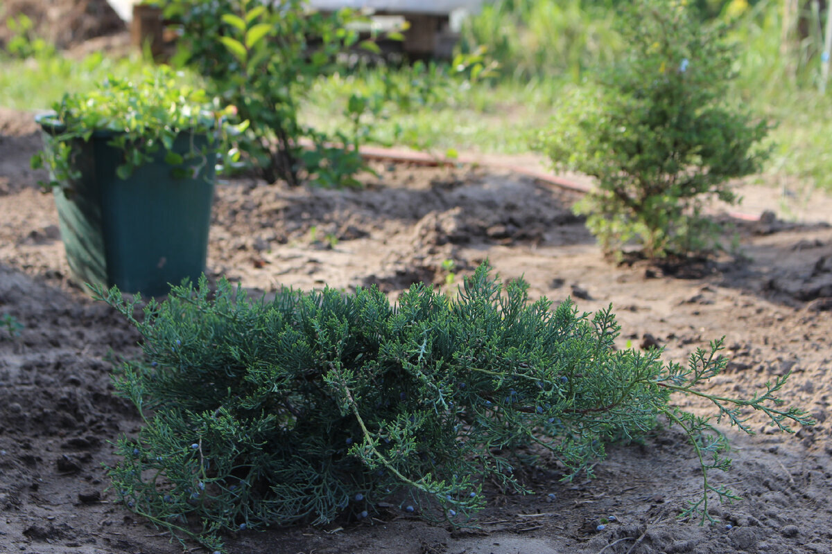 хвоя очень мягкая и приятная на ощупь - не колется