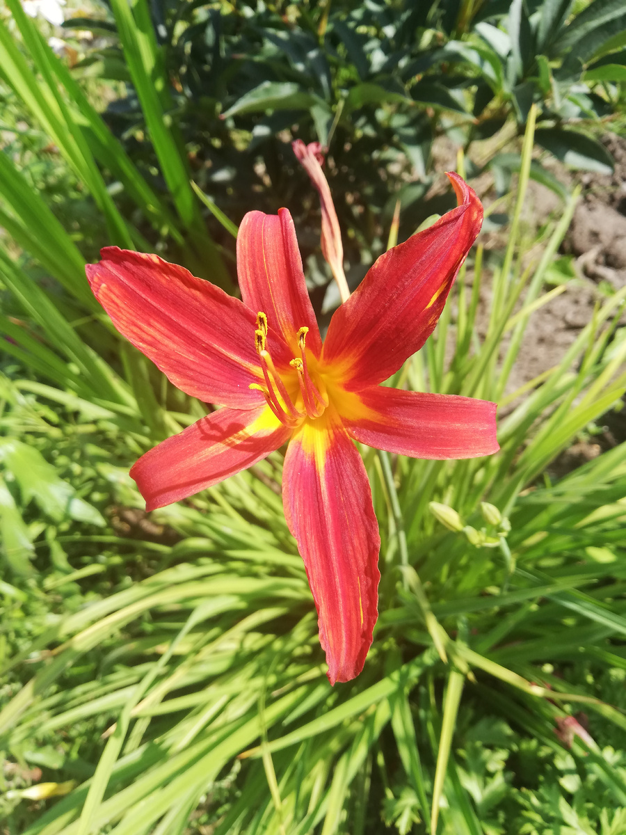 18.08.2021 Первое цветение.