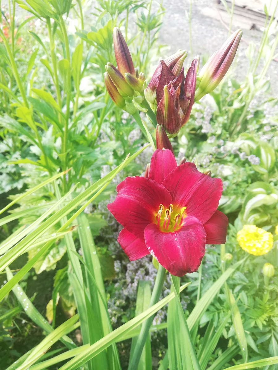 Gypsy Turtle 12.07.2024