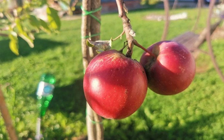    Трюк садоводов по выбору саженца по веткам – советы экспертов Северо-Кавказского межрегионального управления Россельхознадзора