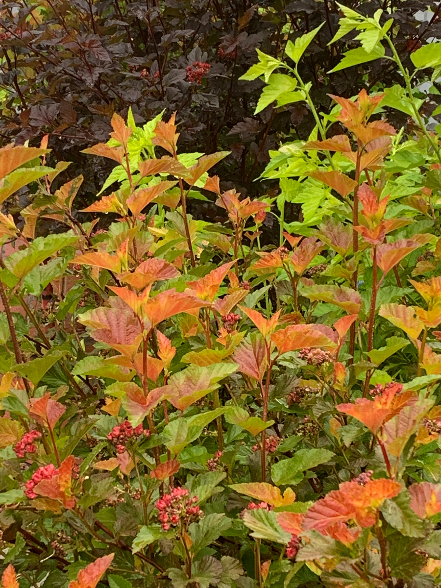 Пузыреплодники