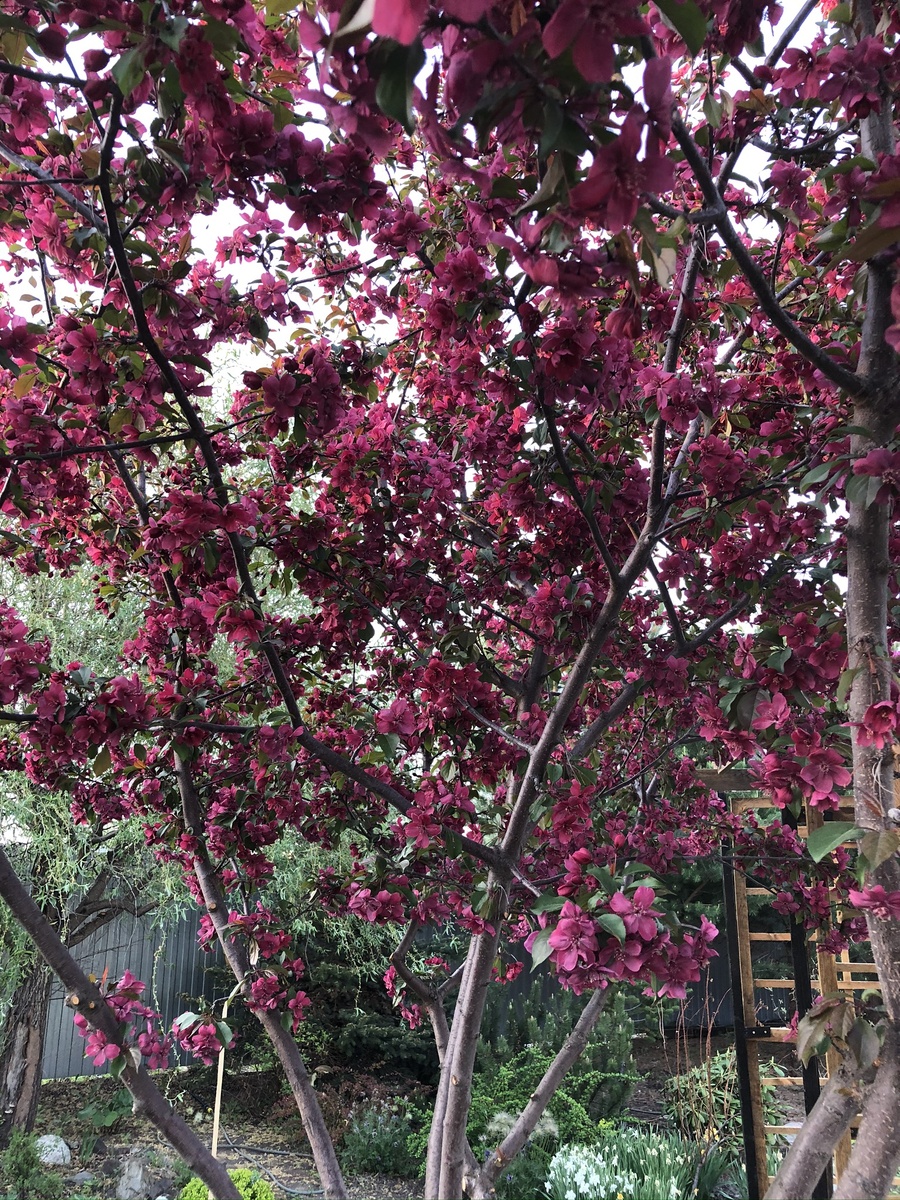 Яблоня Royalty