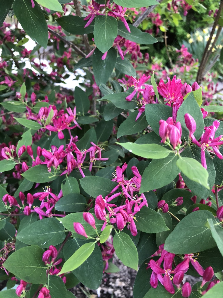 Жимолость татарская Arnold Red