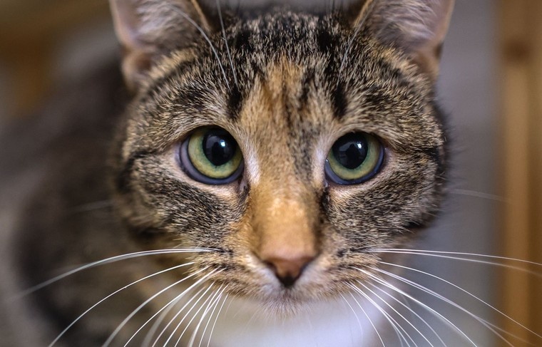    Алексей Белкин/NEWS.ru