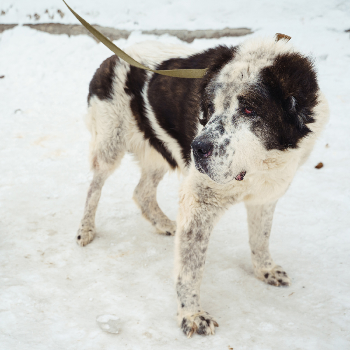 Очень добрый, общительный и дружелюбный.