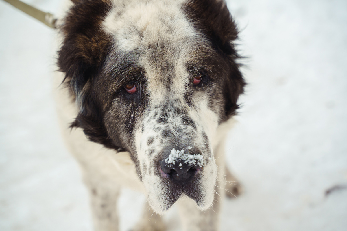 Подарите ему второй шанс!