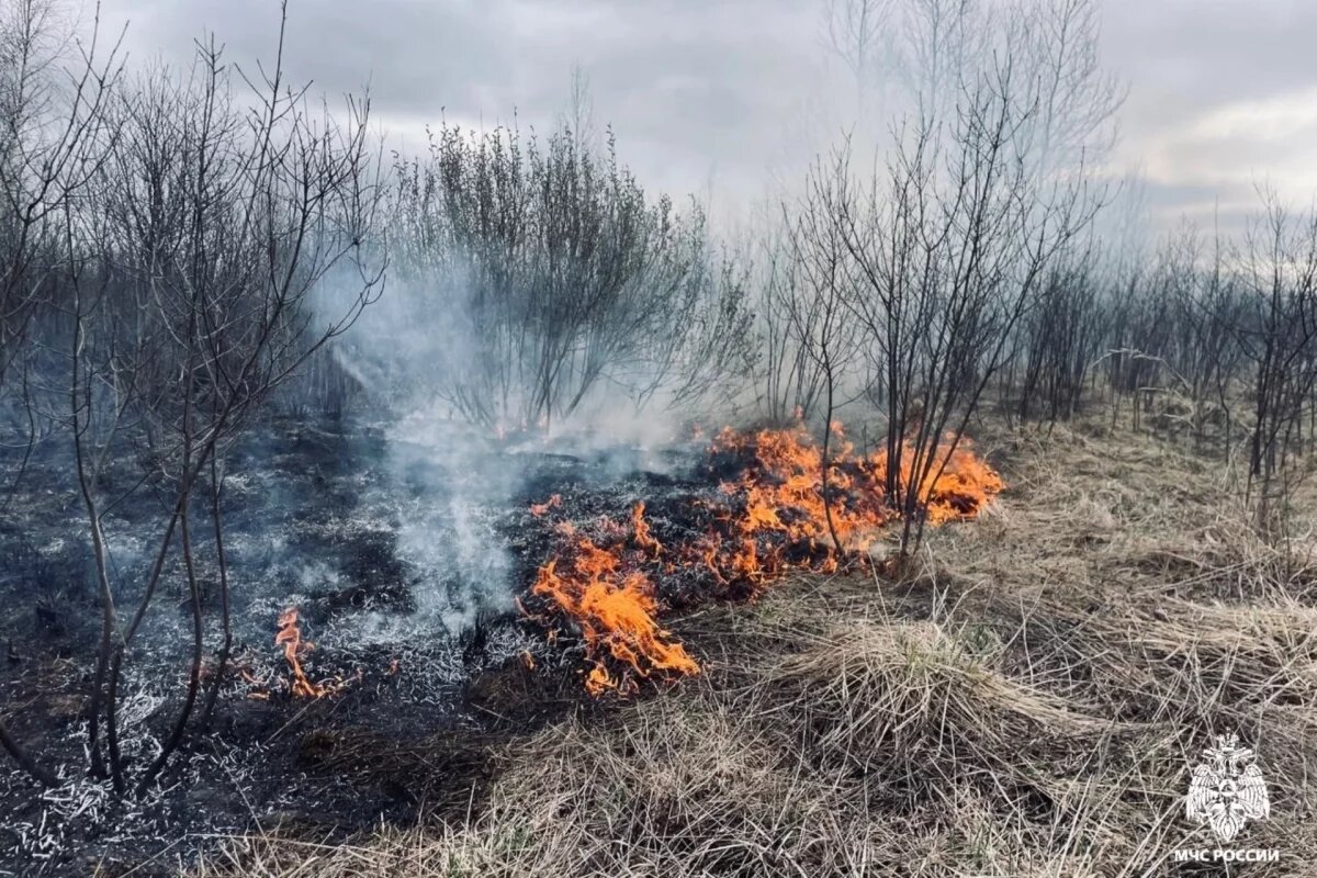    Штрафы за поджоги травы в этом году уже заплатили более десяти псковичей