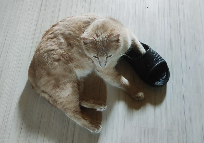 Абрикос и его странное хобби