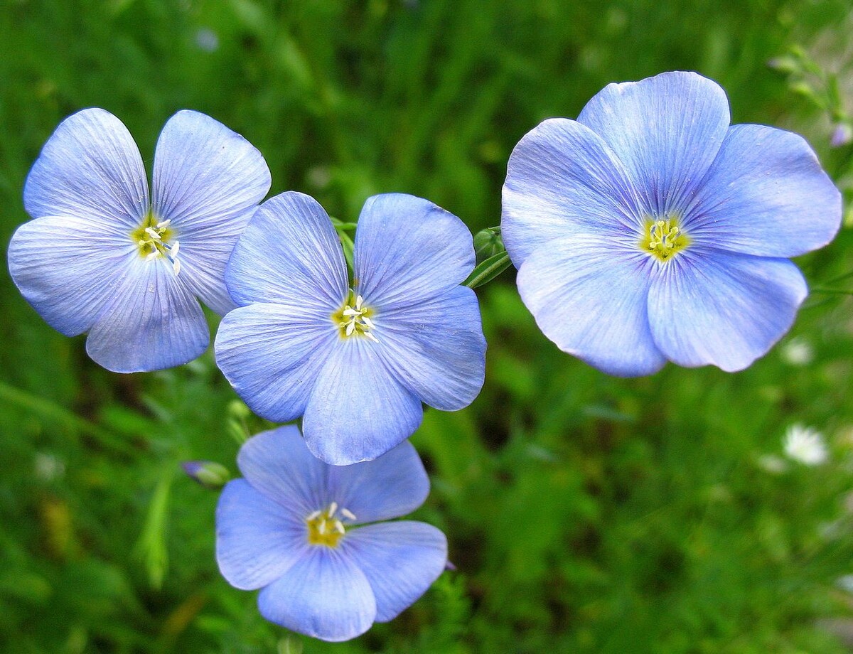 Лён обыкновенный