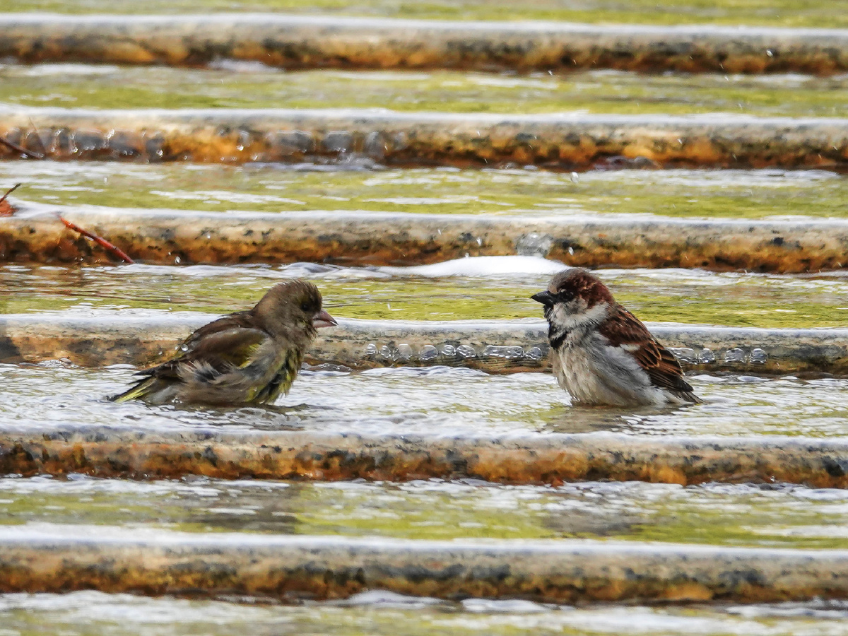 Зеленушка и воробей
