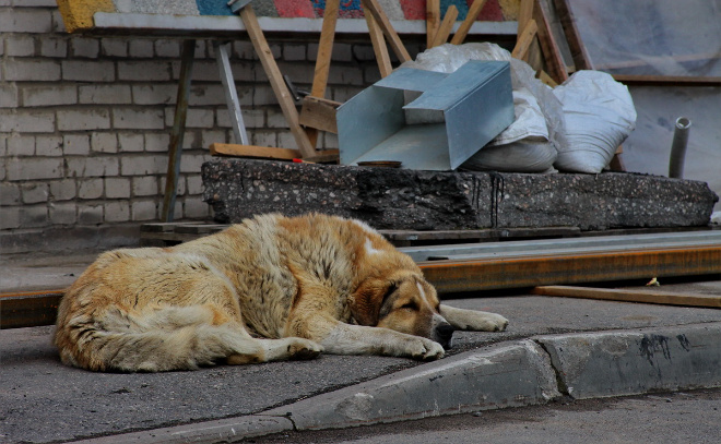    © Анастасия Илюшина / ЛенТВ24