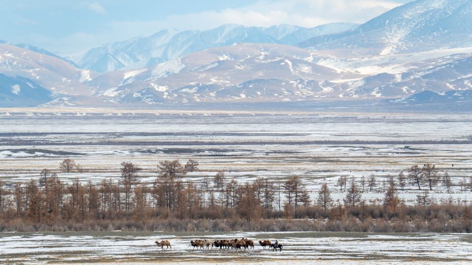    Близ высокогорной стоянки в Кош-Агачском районе. Республика Алтай. Источник: Андрей Сороко/"Толк"