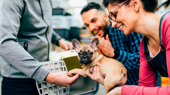    К покупателям и заводчикам собак нужно повысить требования – Бастрыкин ©hedgehog94 / / Shutterstock/Fotodom
