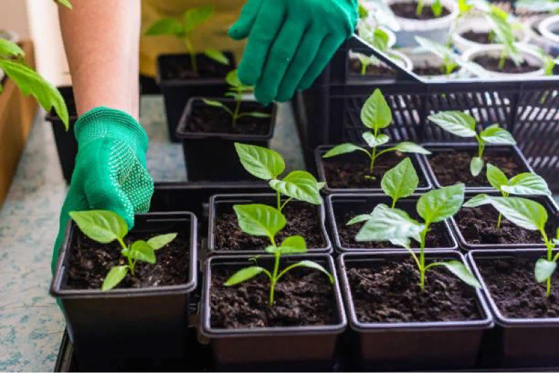 Когда сажать рассаду