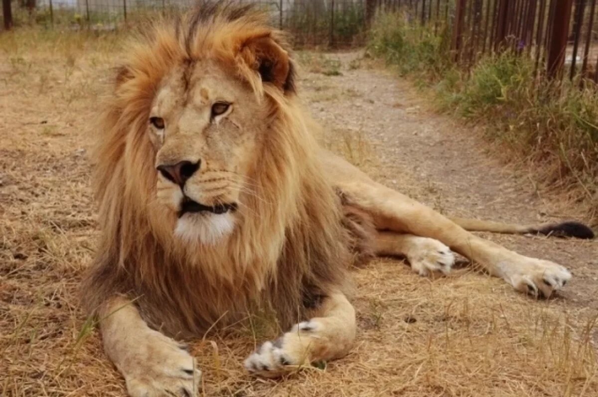    В крымском «Тайгане» умер знаменитый лев Марсель