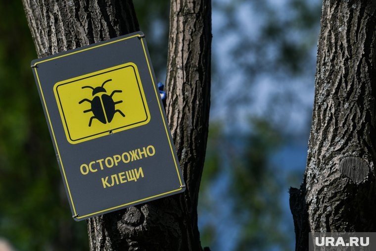    Процесс вакцинации от клещевого энцефалита включает два основных этапа