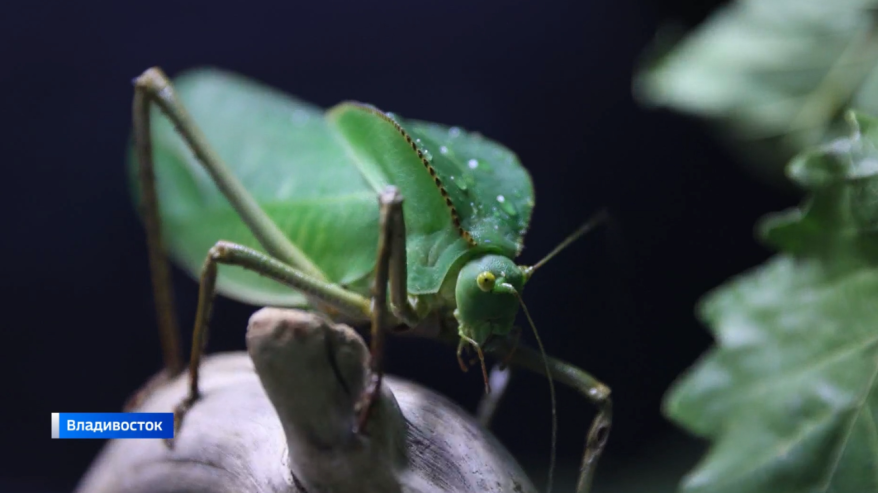 Кузнечики из Австралии и Новой Гвинеи прижились в Приморском океанариуеме Владивостока