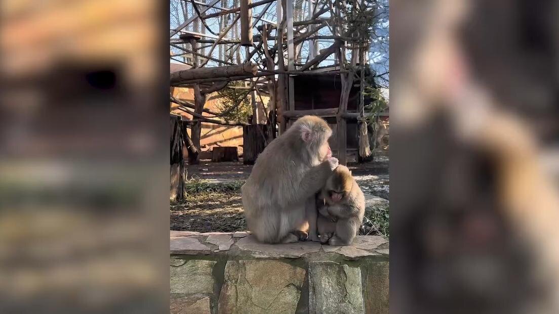   Фото: пресс-служба Ленинградского зоопарка