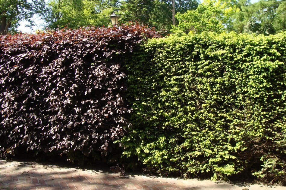 Источник изображения - Яндекс Картинки