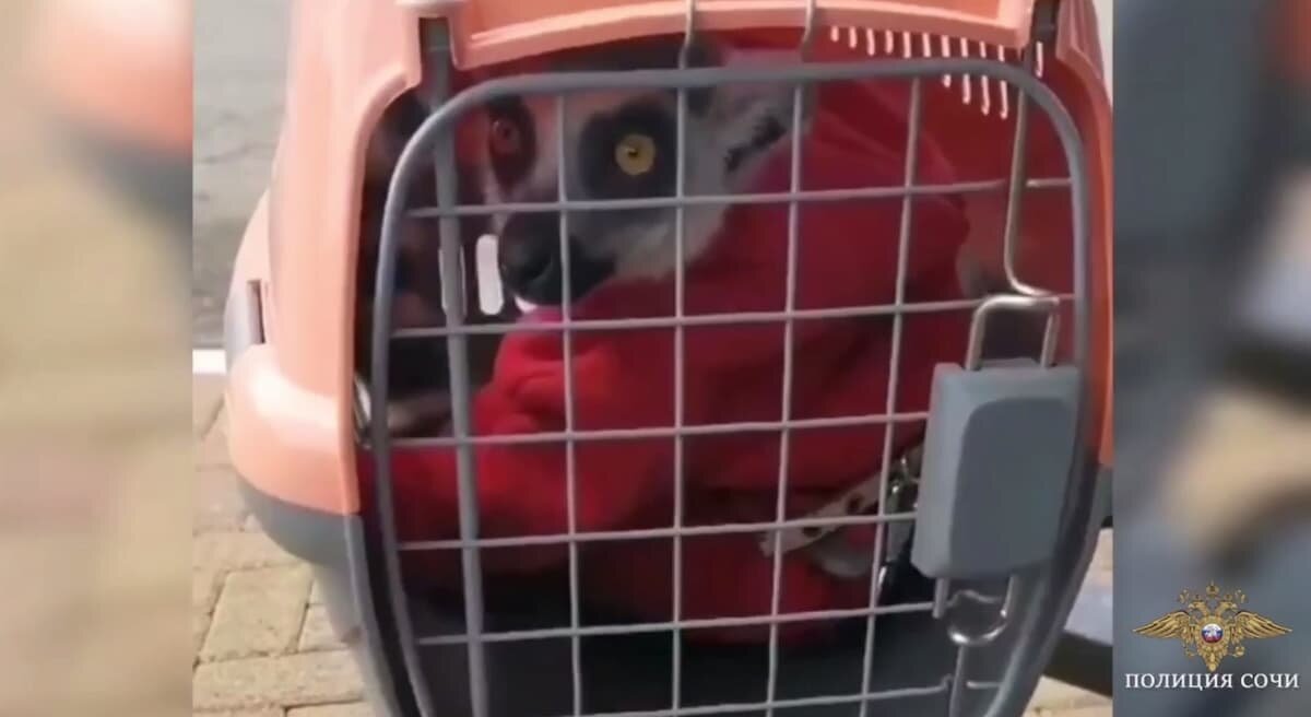    Фото t.me/police_sochi