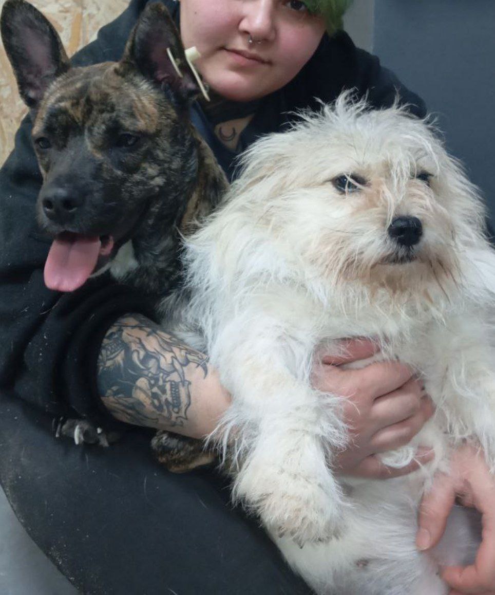 Милые собачки из сказочного домика