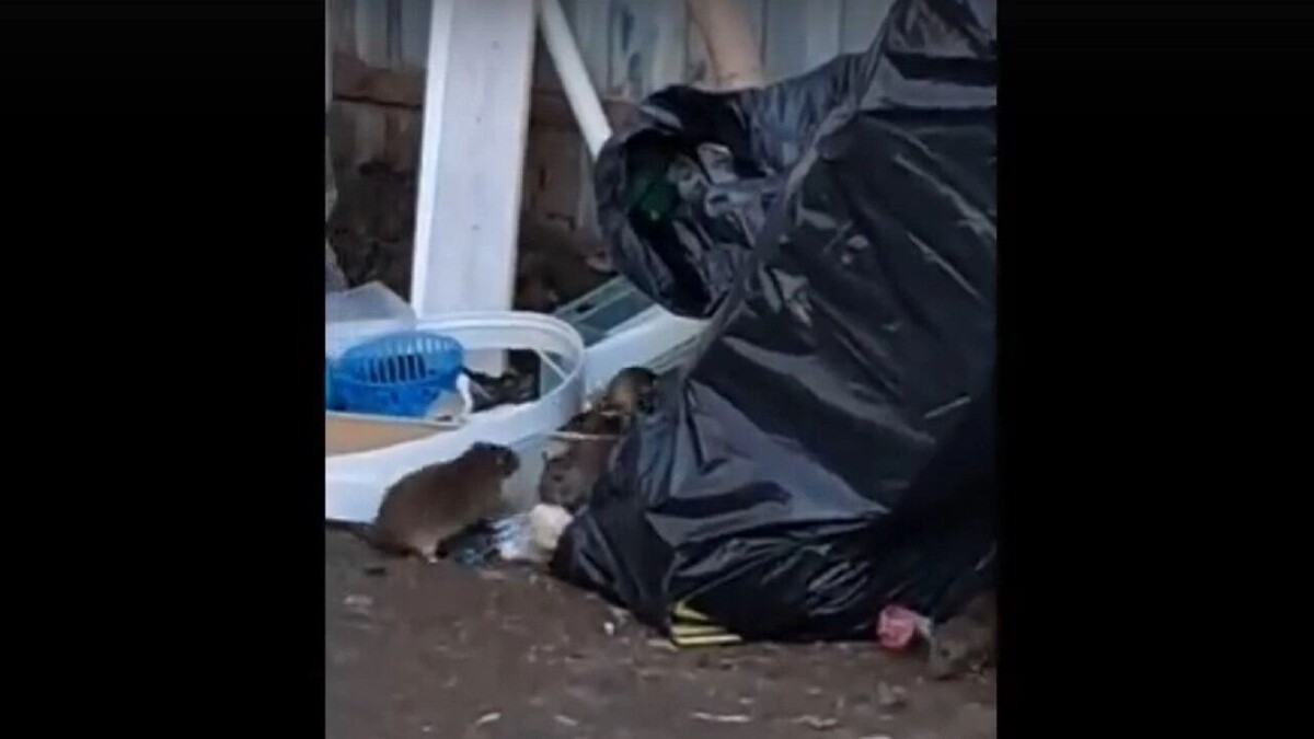     Источник: скриншот видео/vk.com/Злой ижевчанин