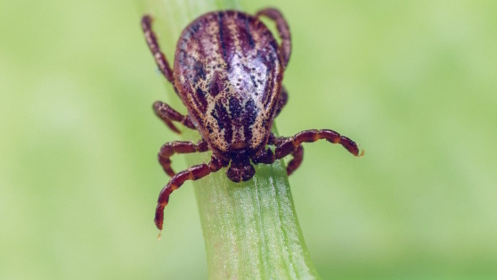    Как защитить себя от клещей в период наибольшей активности ©Afanasiev Andrii/Shutterstock/Fotodom