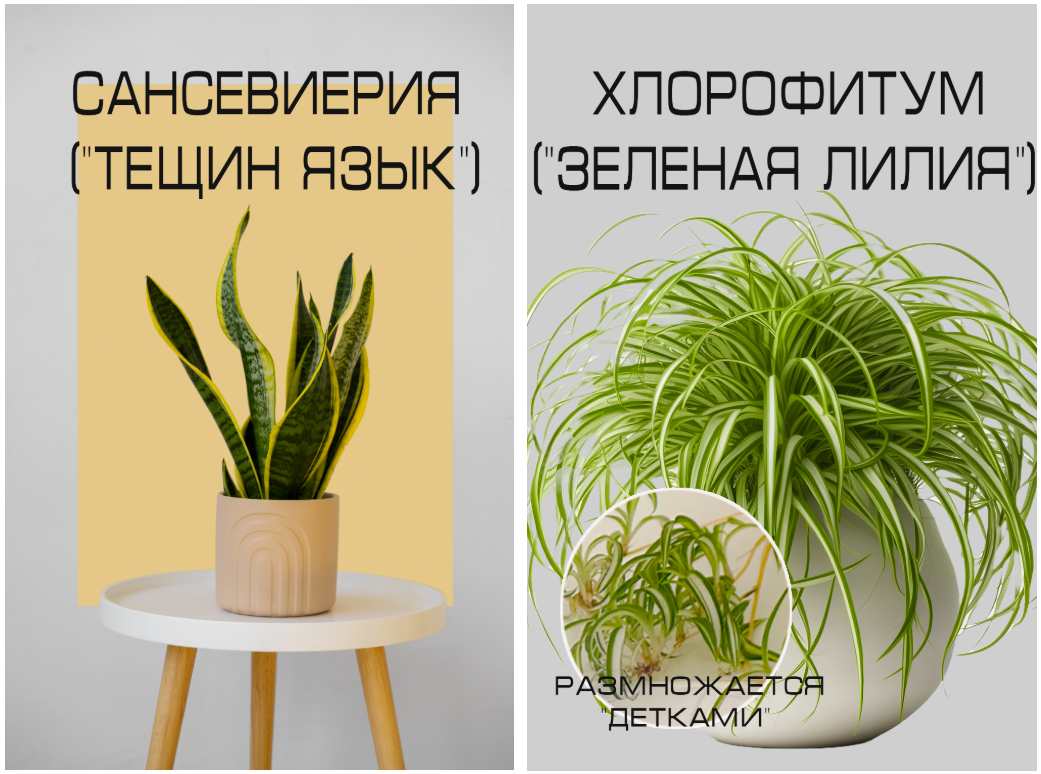 Сансевиерия, Хлорофитум