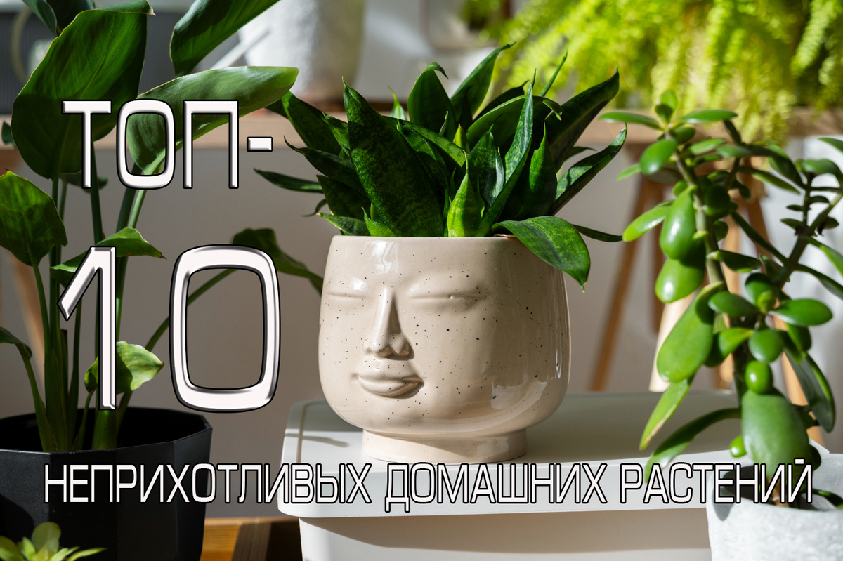 Топ-10 неприхотливых домашних растений