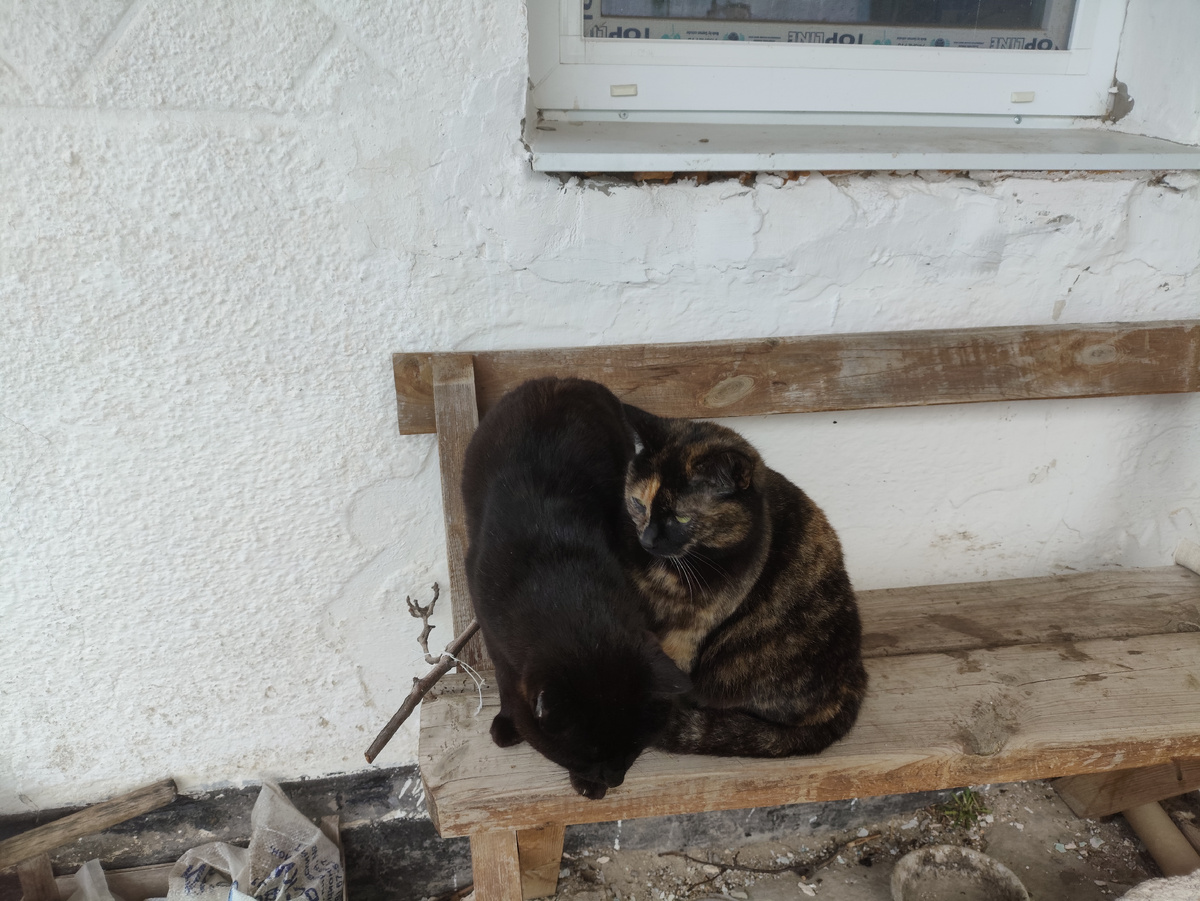 Малой не выдержал, кинулся под ноги прощаться. А так хорошо сидели и на меня смотрели....