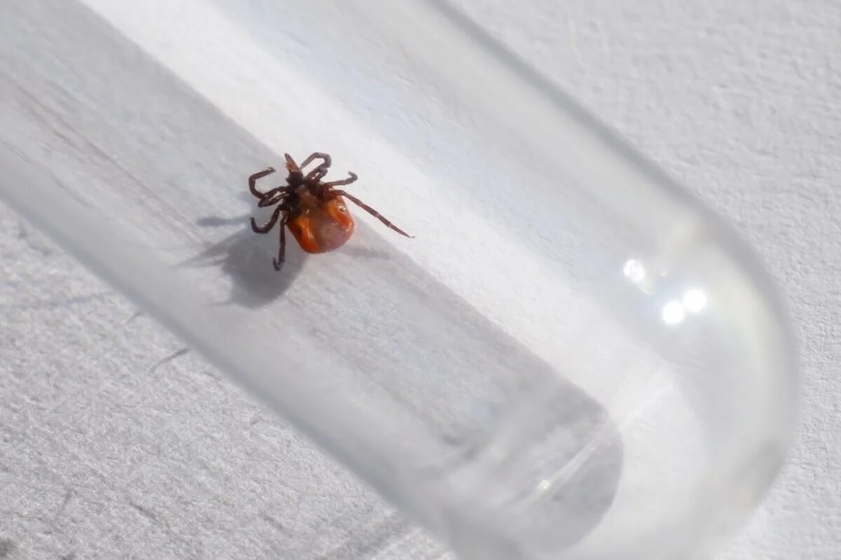    Вплоть до летального исхода.