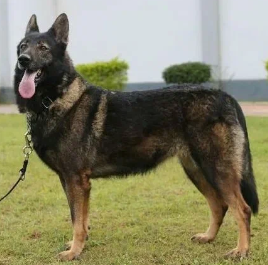 Куньминская волчья собака