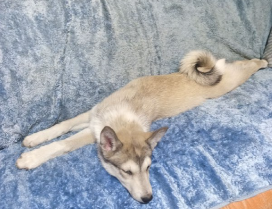 А я не овчарка