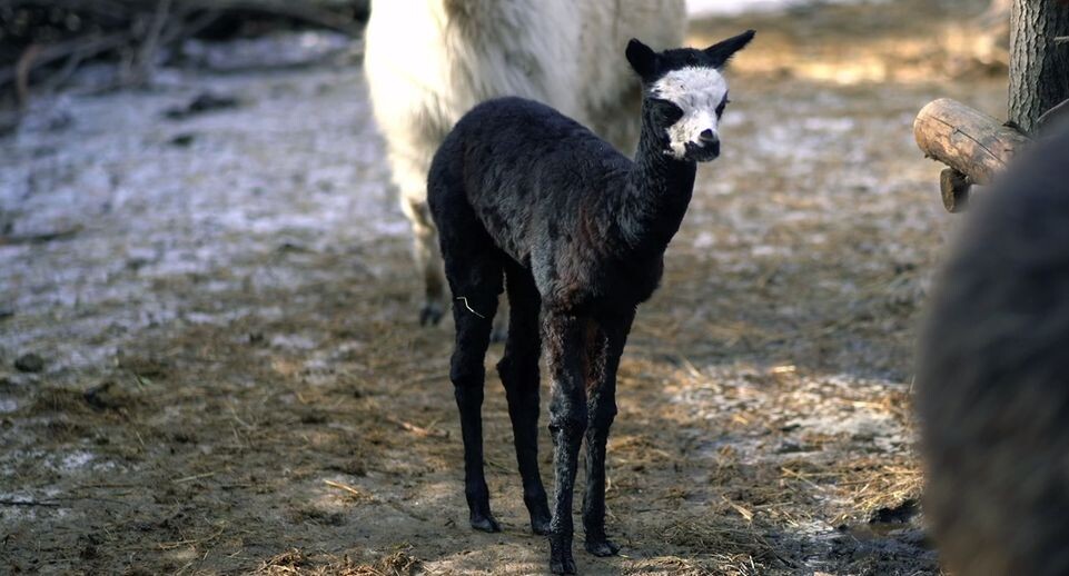    Пресс-служба Новосибирского зоопарка