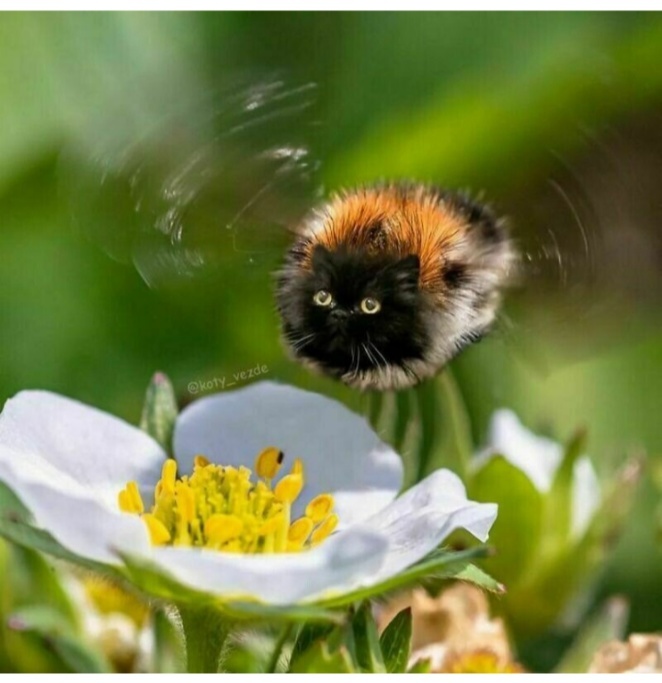 А это просто картинка. Котошмель!