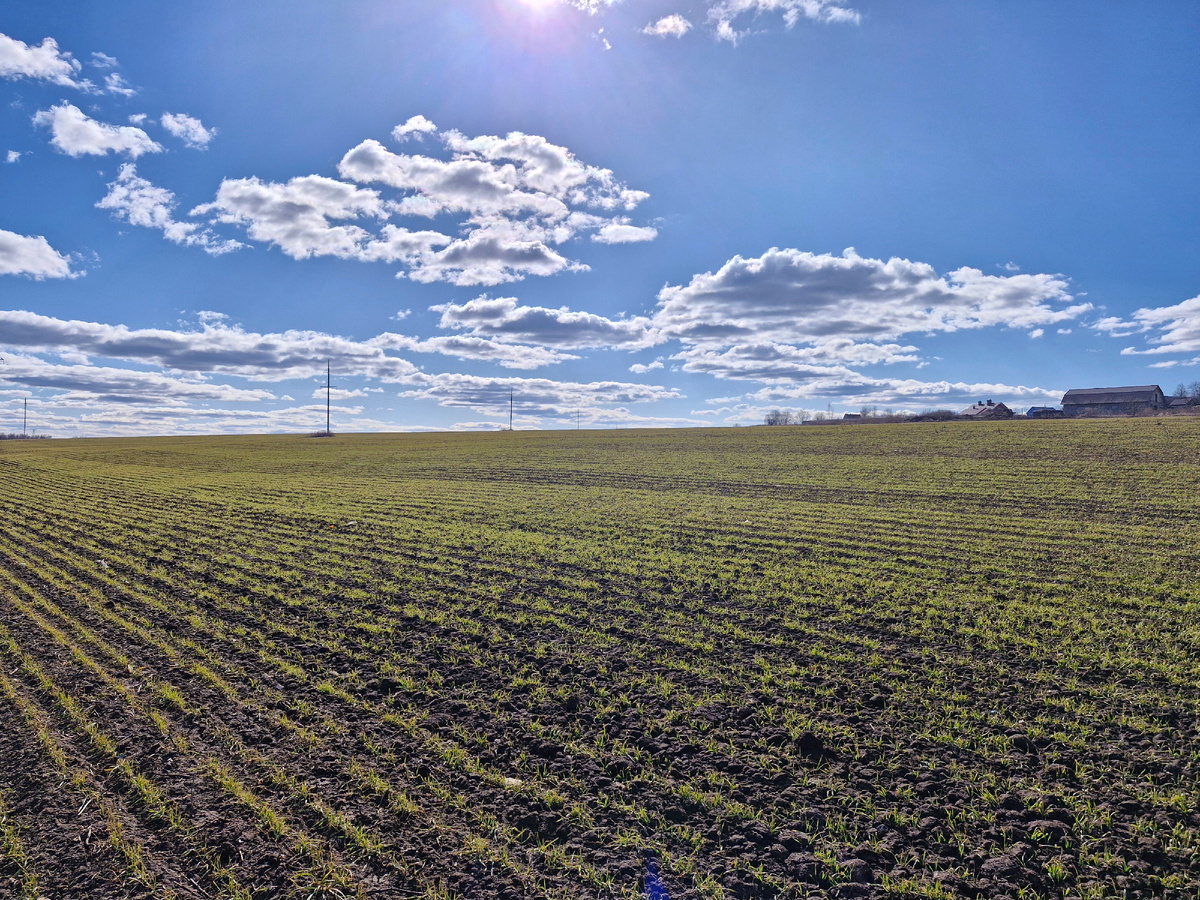Ехали через поля, где уже вовсю зеленеет овес и рожь