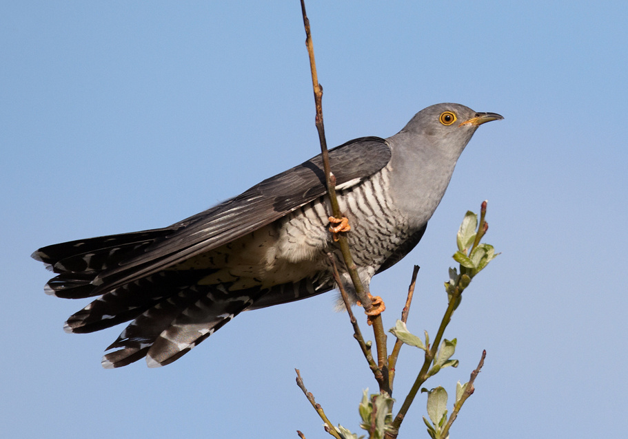 Фото: Vogelartinfo